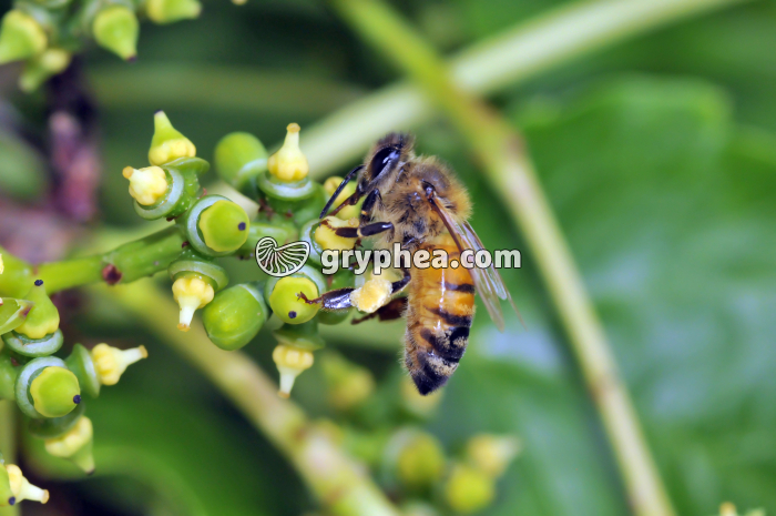 Abeille butinant sur fleurs de Vigne (Apis melifera)  - gryphea.org